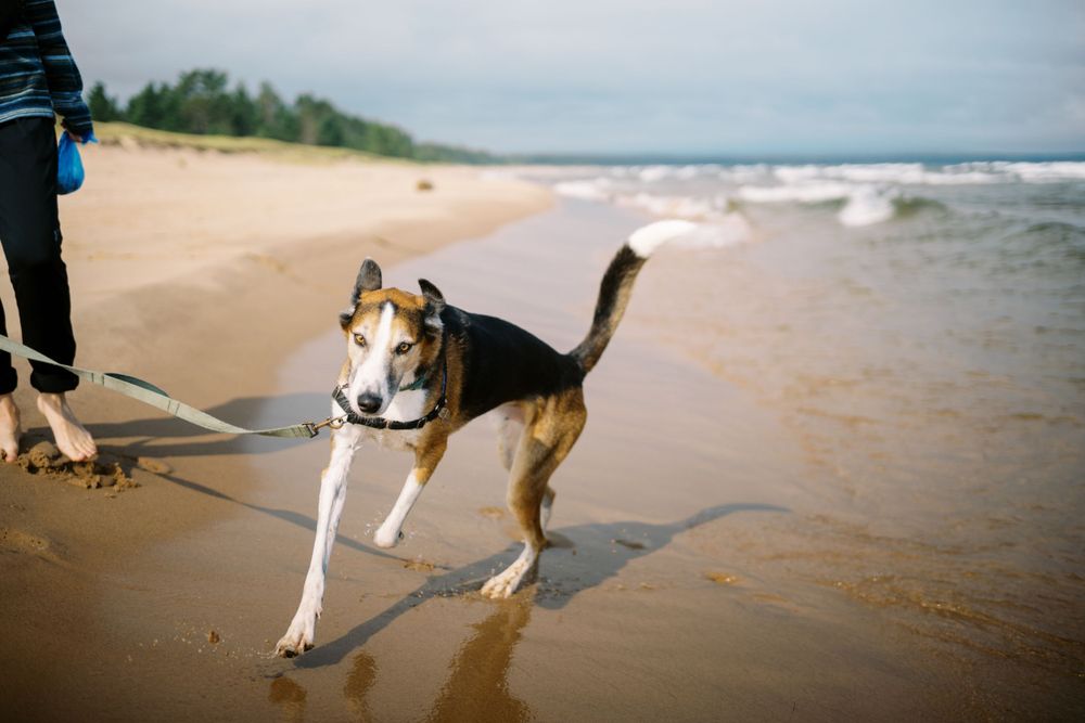 An energetic dog runs joyfully along a sandy beach on its leash.