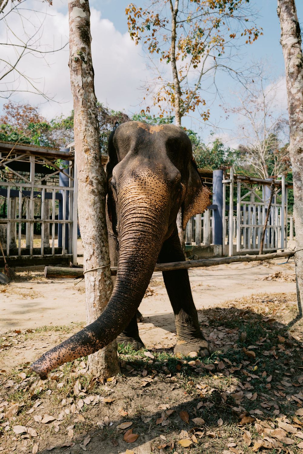 Close-up portrait of an Asian elephant standing between trees at a sanctuary with wooden fencing in the background.