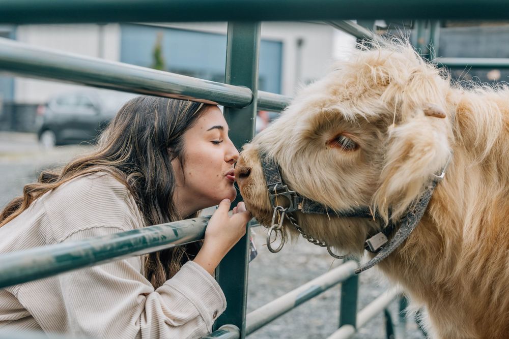 Young woman leaning through a fence to kiss a fluffy light-colored miniature cow at a farm.