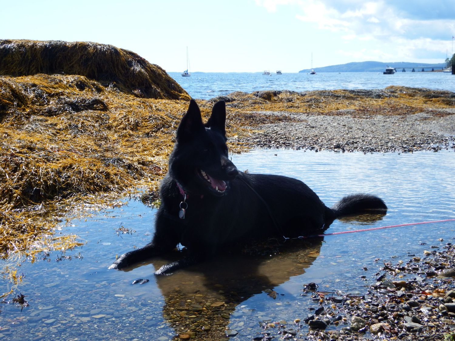 A black dog relaxes in shallow water at the beach with a scenic coastal view in the background.