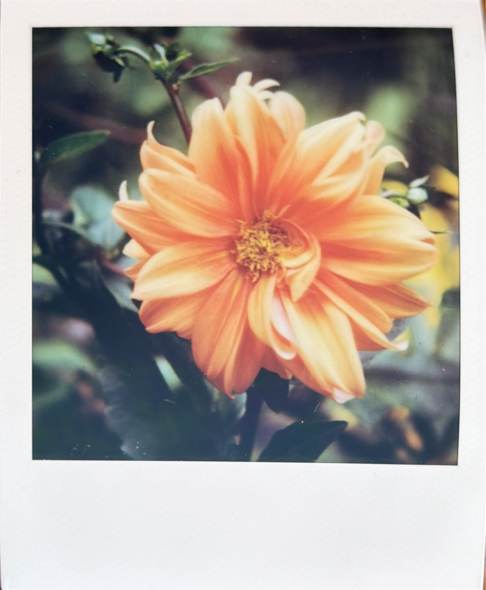 Vibrant peach-colored dahlia flowers with layered petals blooming in a garden against a soft blurred background.