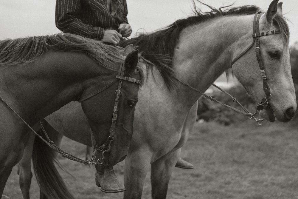 Horses standing together on grassy terrain with riders on their backs.