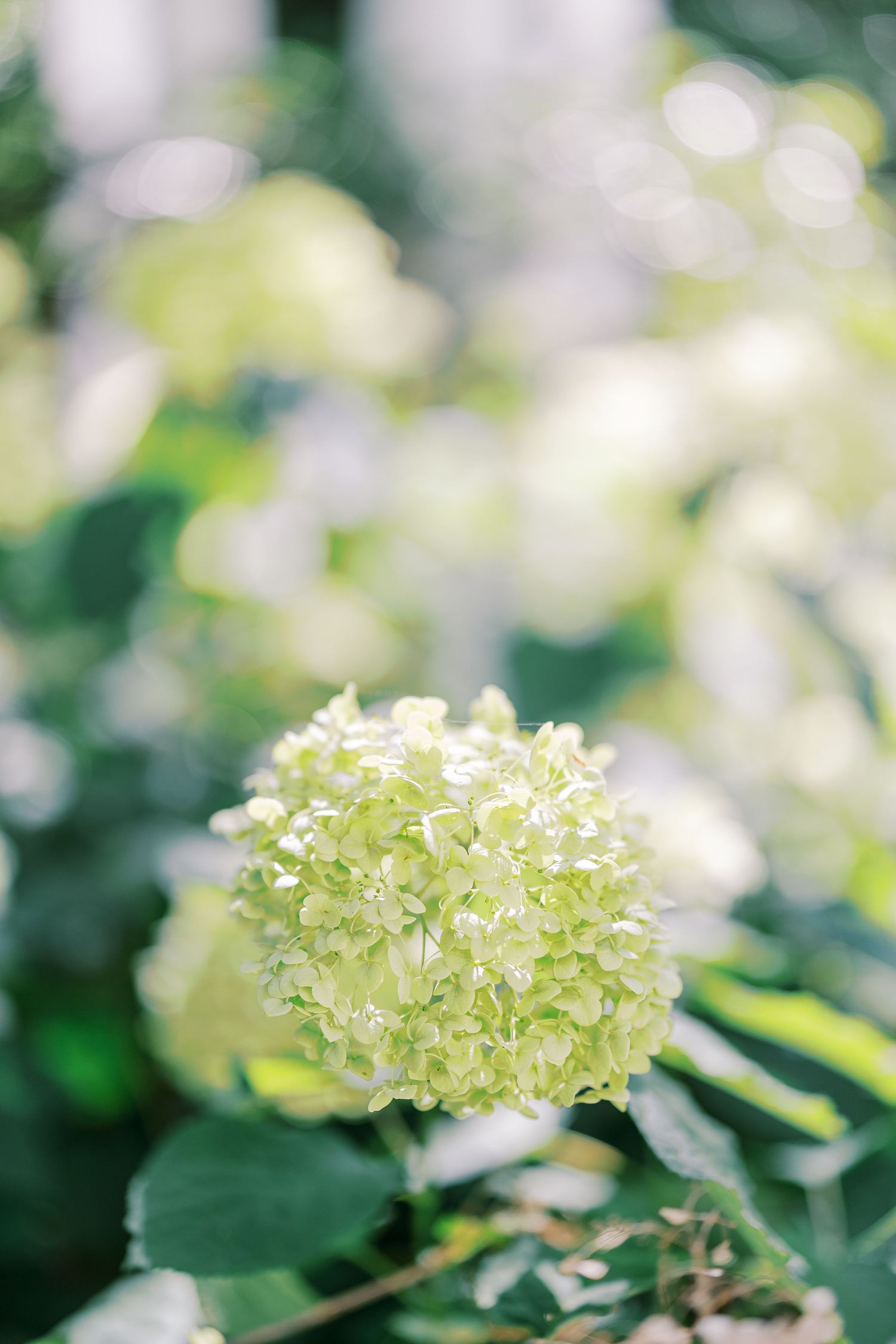 Delicate white hydrangea flower clusters bloom against a soft green blurred garden background.