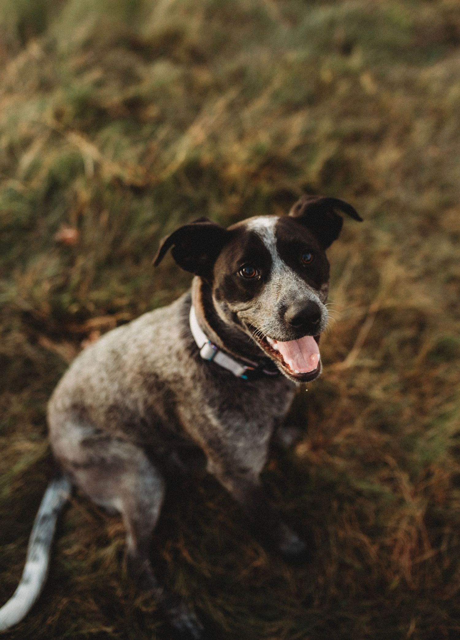 Someone in a beige sweater and jeans plays with a small black and white dog in a grassy field at sunset.