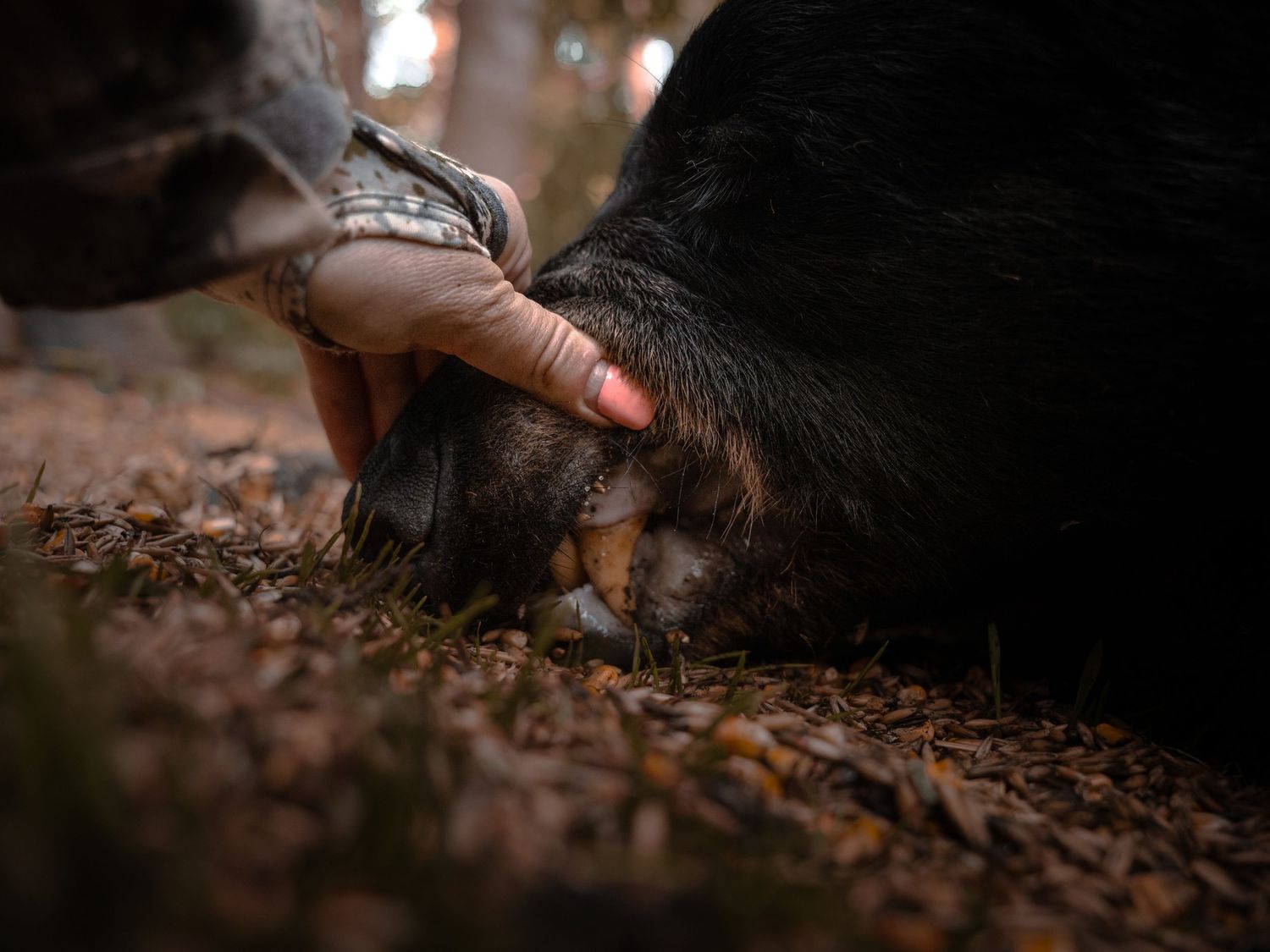 Close-up view of black fur and autumn leaves on forest ground.
