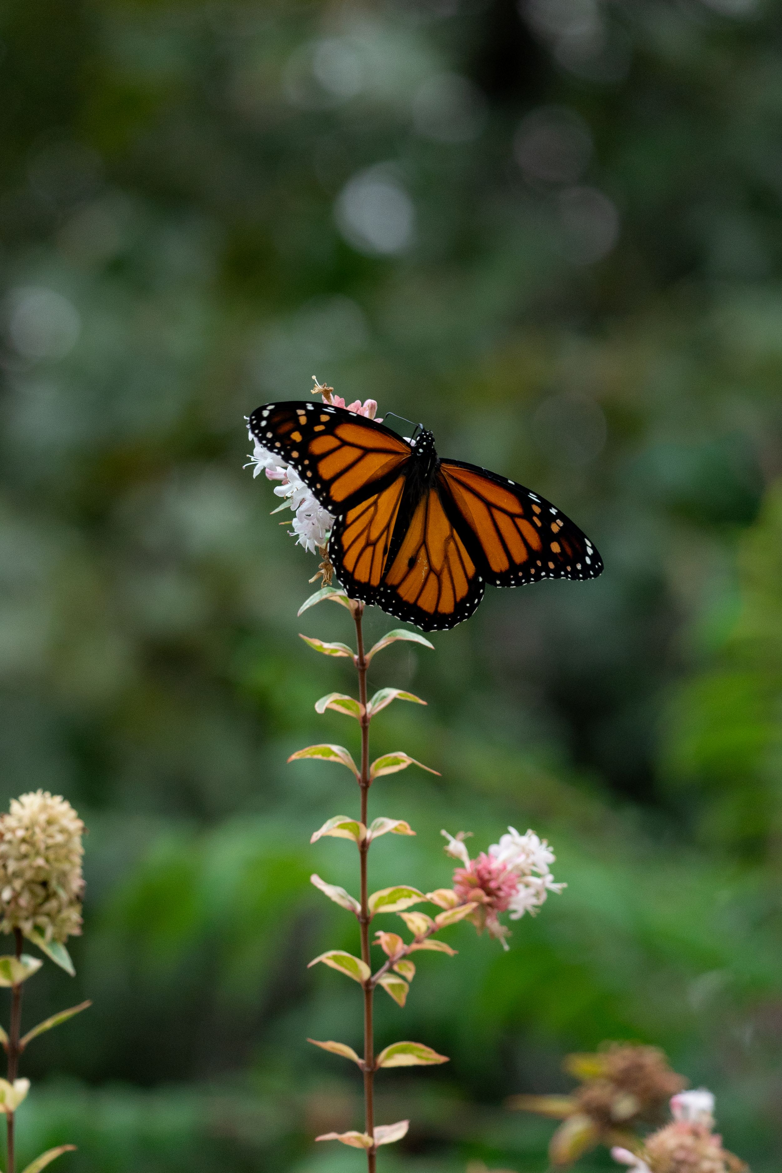 A monarch butterfly in flight near a pink flowering plant against a blurred green background.