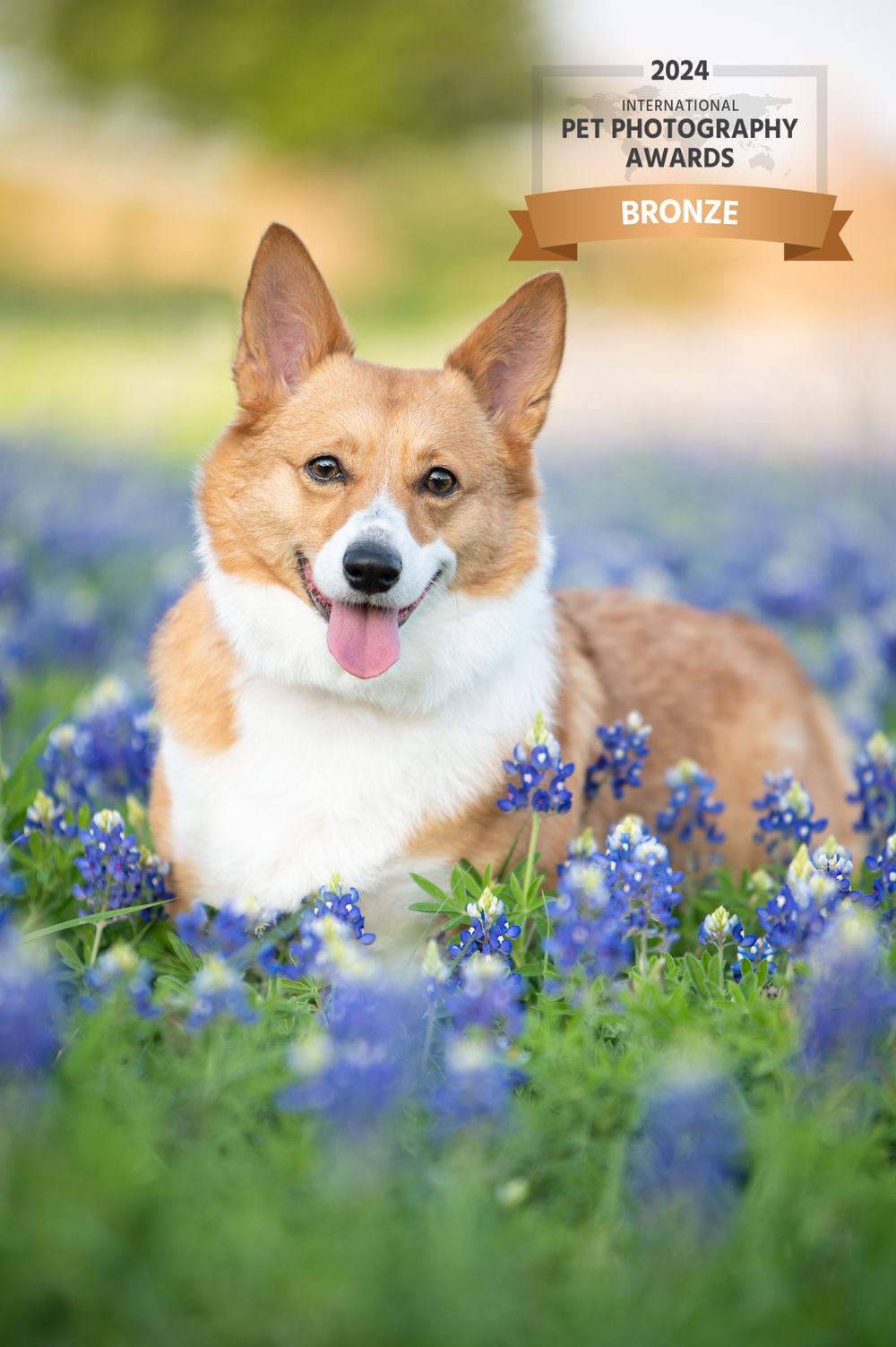 A smiling Corgi dog sits among blooming bluebonnets in a field, awarded a 2024 Bronze Pet Photography Award.