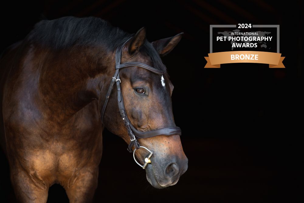 A majestic bay horse with dark coat and bridle photographed against black background with award banner overlay.