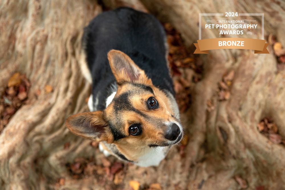 Small corgi looking up at camera while standing near tree roots and fallen leaves.