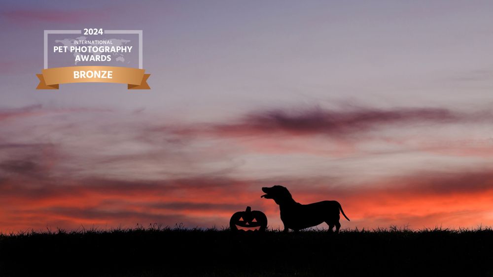 Silhouette of a dog standing on a hill against a dramatic red and purple sunset sky.