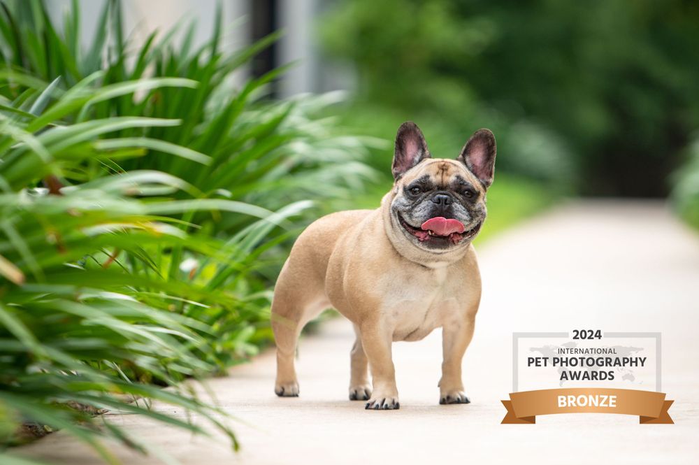 A happy French Bulldog with fawn-colored coat stands proudly against a green garden background with tropical plants.