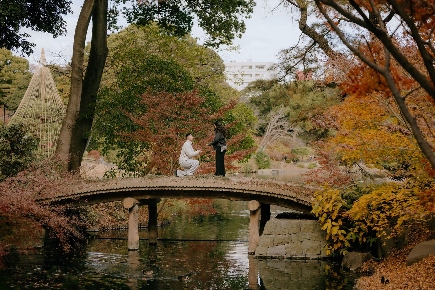 A proposal at stone bridge over calm pond surrounded by vibrant autumn foliage in a tranquil Japanese garden setting at Rikugien garden