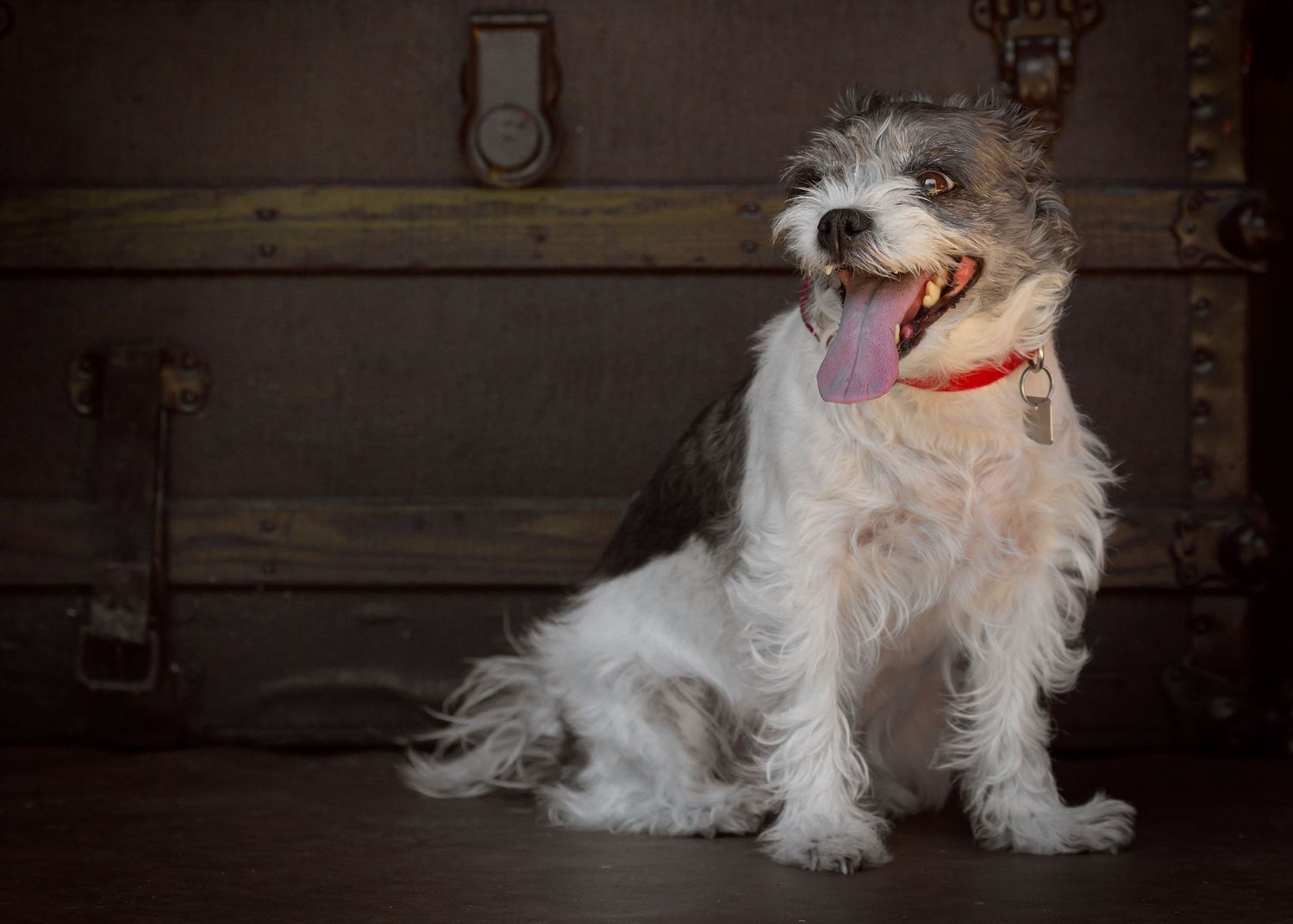 Happy white terrier mix dog with scruffy fur wearing a red collar sits on dark wooden floor with tongue out.