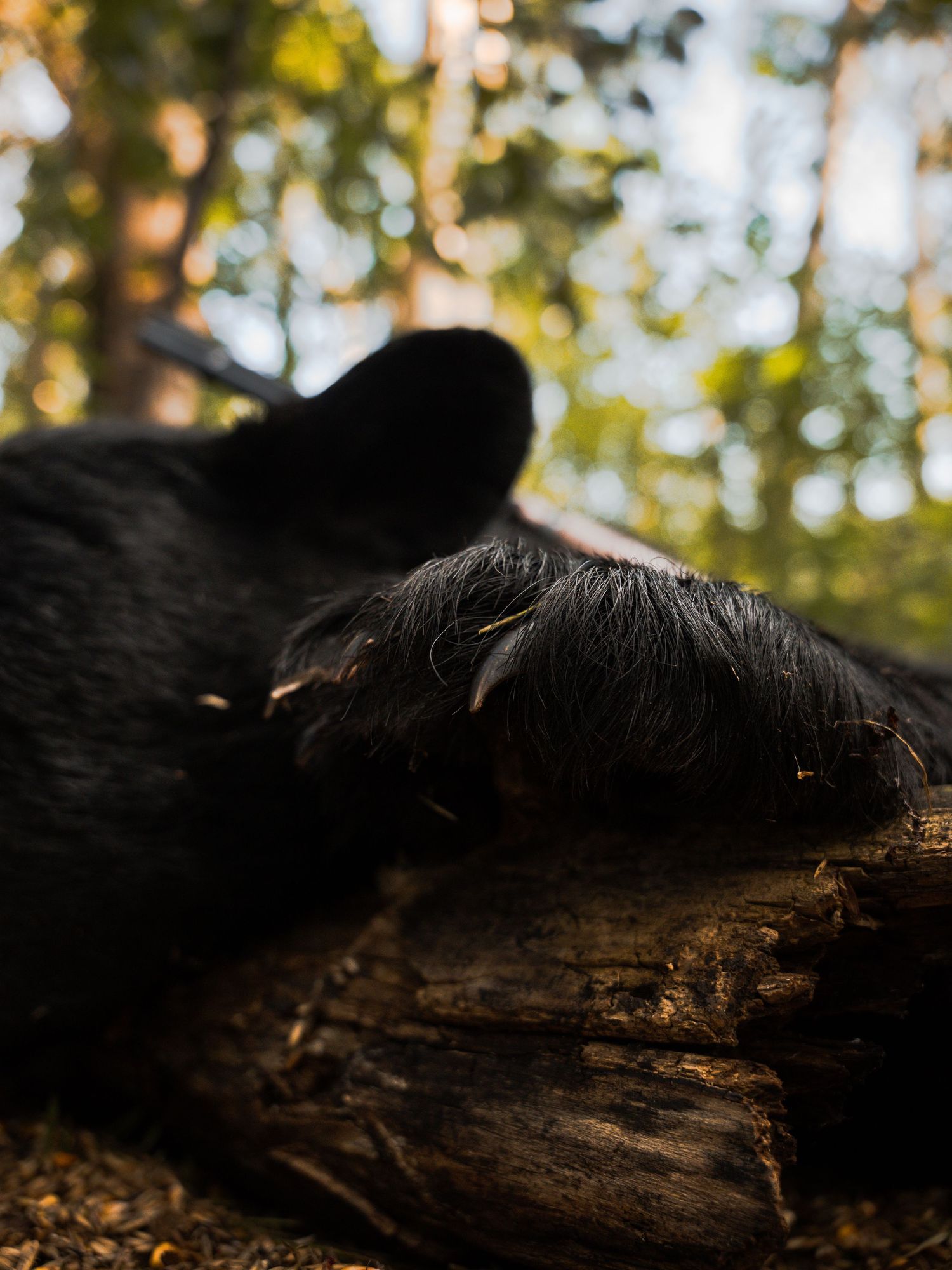 Black bear resting on forest ground surrounded by fallen leaves and dappled sunlight.