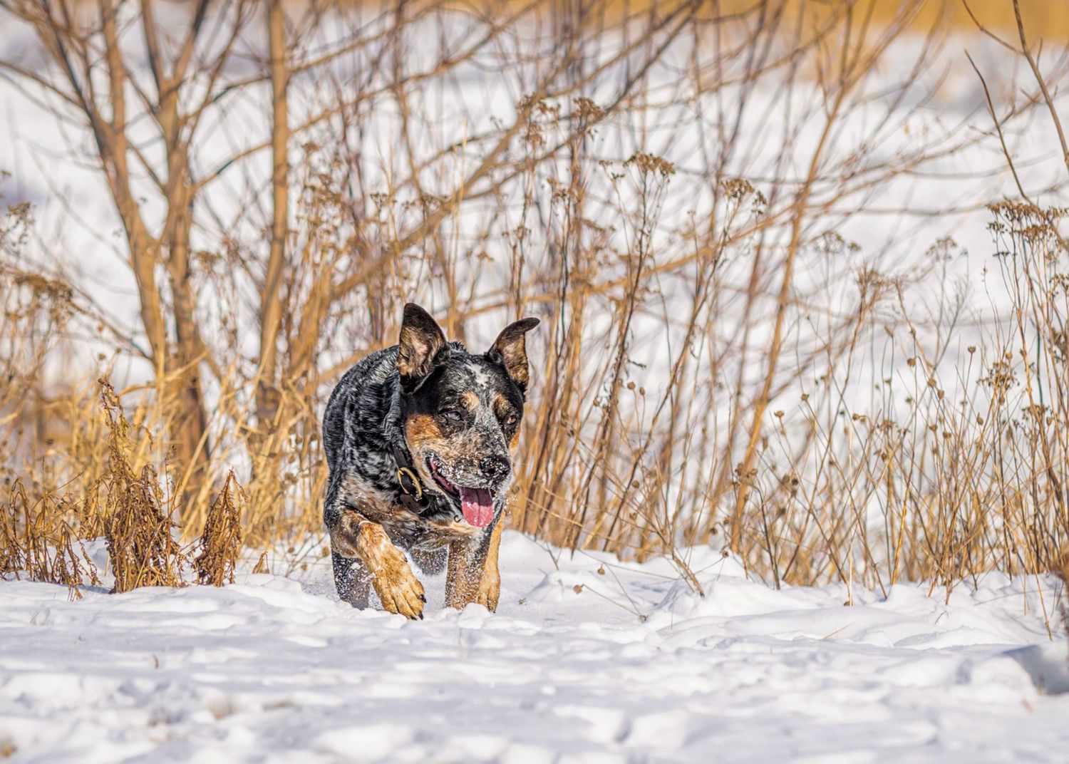 A black dog plays in deep snow during winter, with snow-covered trees visible in the background.