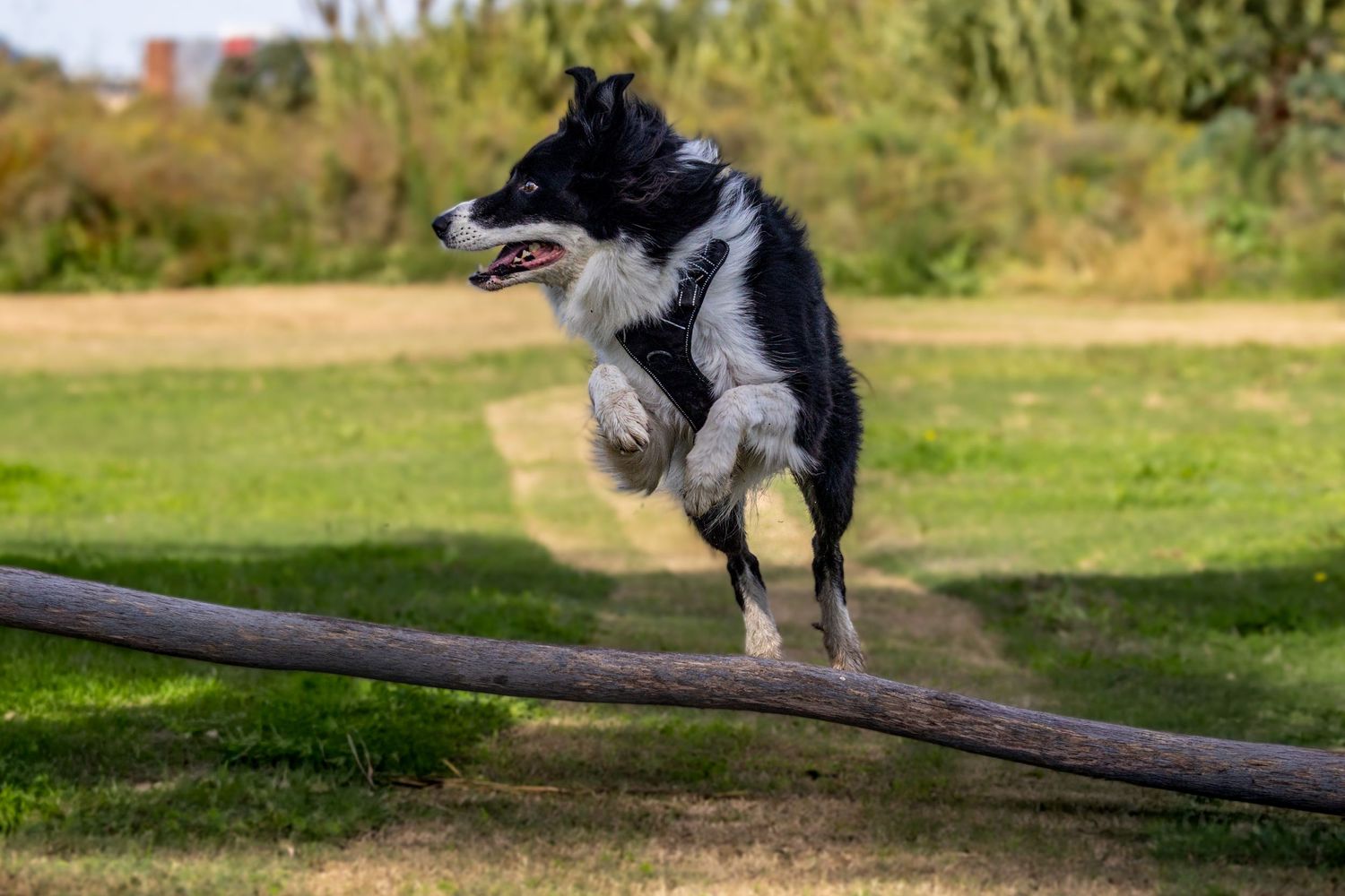 Border collie saltando y corriendo en exterior con hierba verde. Fotografía canina dinámica en Barcelona por Daniel Giménez.