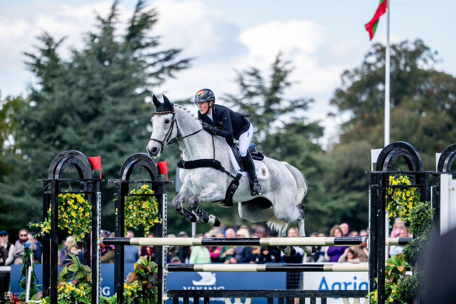 Showjumper riding a grey horse clearing a wide decorative fence with greenery, competing in an outdoor arena with spectators.