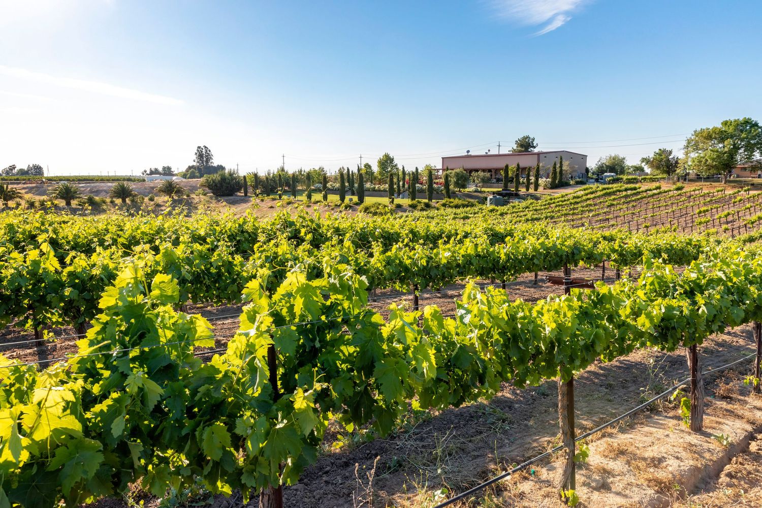 Rows of grapevines stretch across rolling hills in a scenic vineyard landscape during golden sunset light.