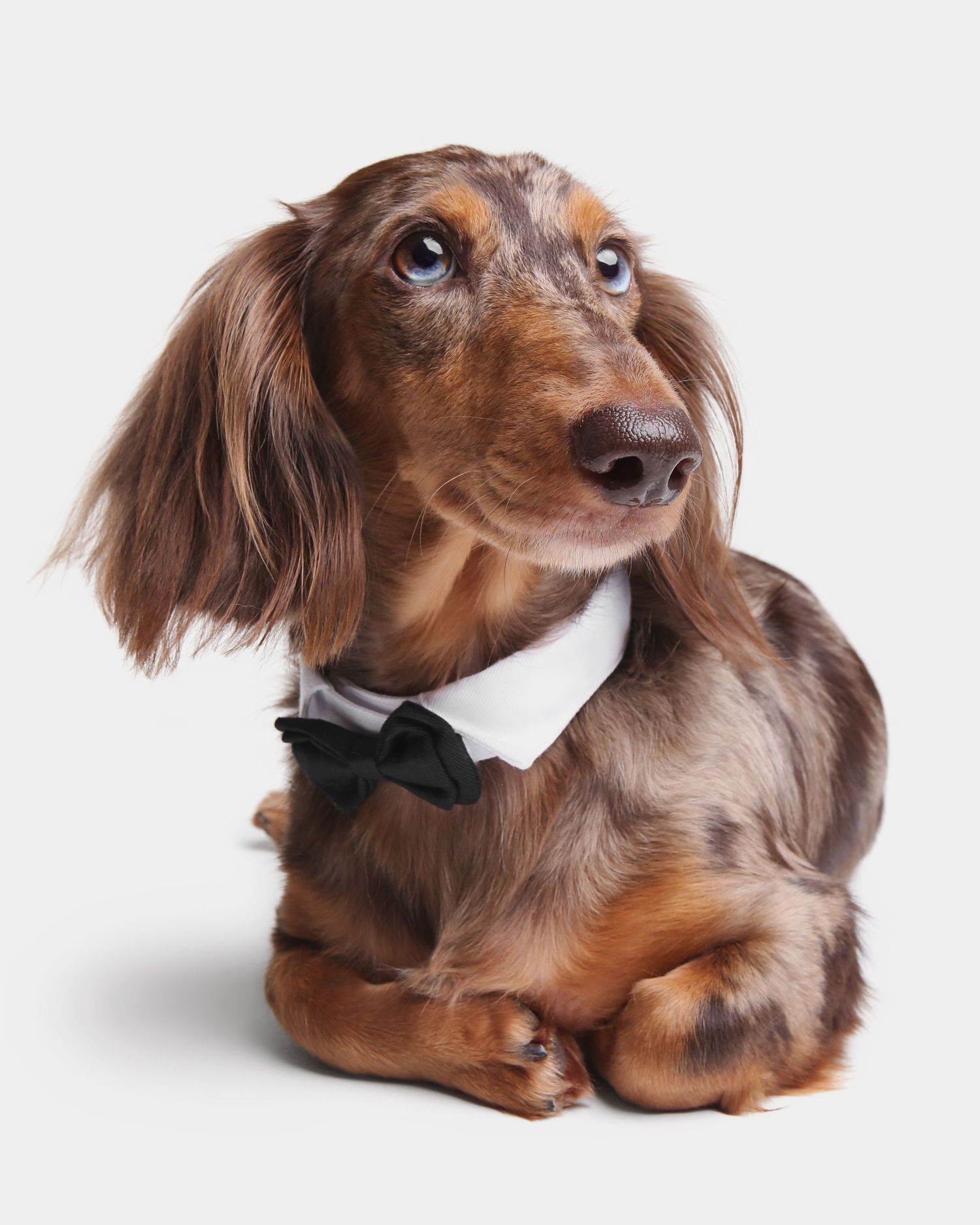 Long-haired dachshund puppy in bow tie lying on white background in various playful poses.