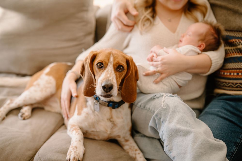 A beagle dog rests peacefully on a cozy beige couch with soft lighting in the background.