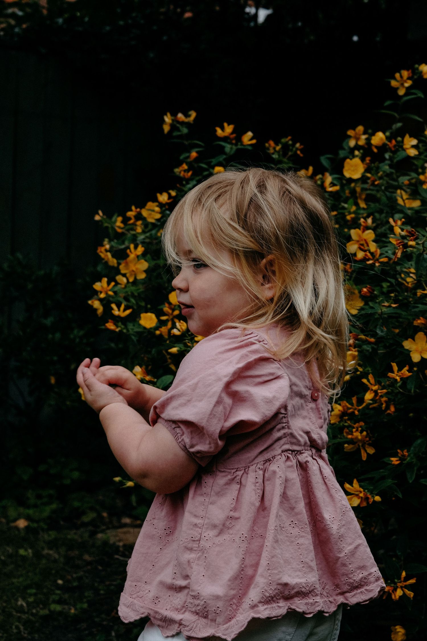 Toddler looking at the flowers in her garden, with a backdrop of yellow flowers at her home in Gosforth