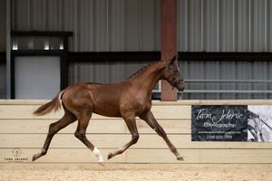 ©Breed Inspection - Hanoverian
Tara Jelenić Photography