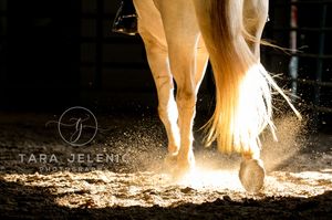 ©Golden Light ~ Tara Jelenić Photography