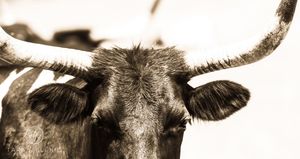 ©Lucid Nature Series ~ ©Longhorn in Sepia
Tara Jelenić Photography