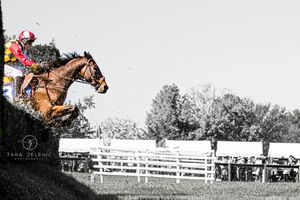 ©Images from Gold Cup Series ~ ©Steeplechase at VA Gold Cup
Tara Jelenić Photography