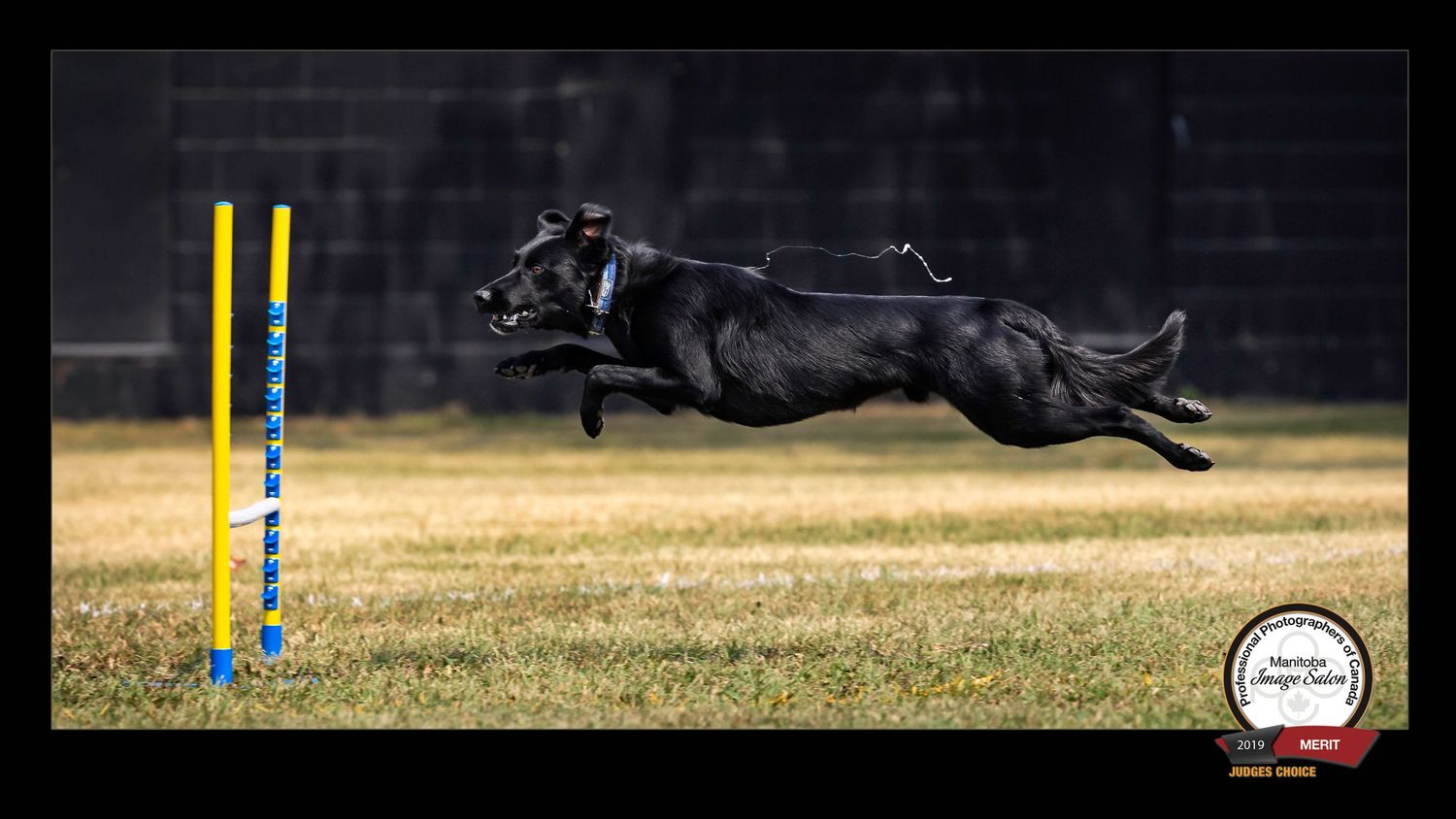 Black dog mid-air clearing an agility jump, award-recognized image from a regional professional photography competition.