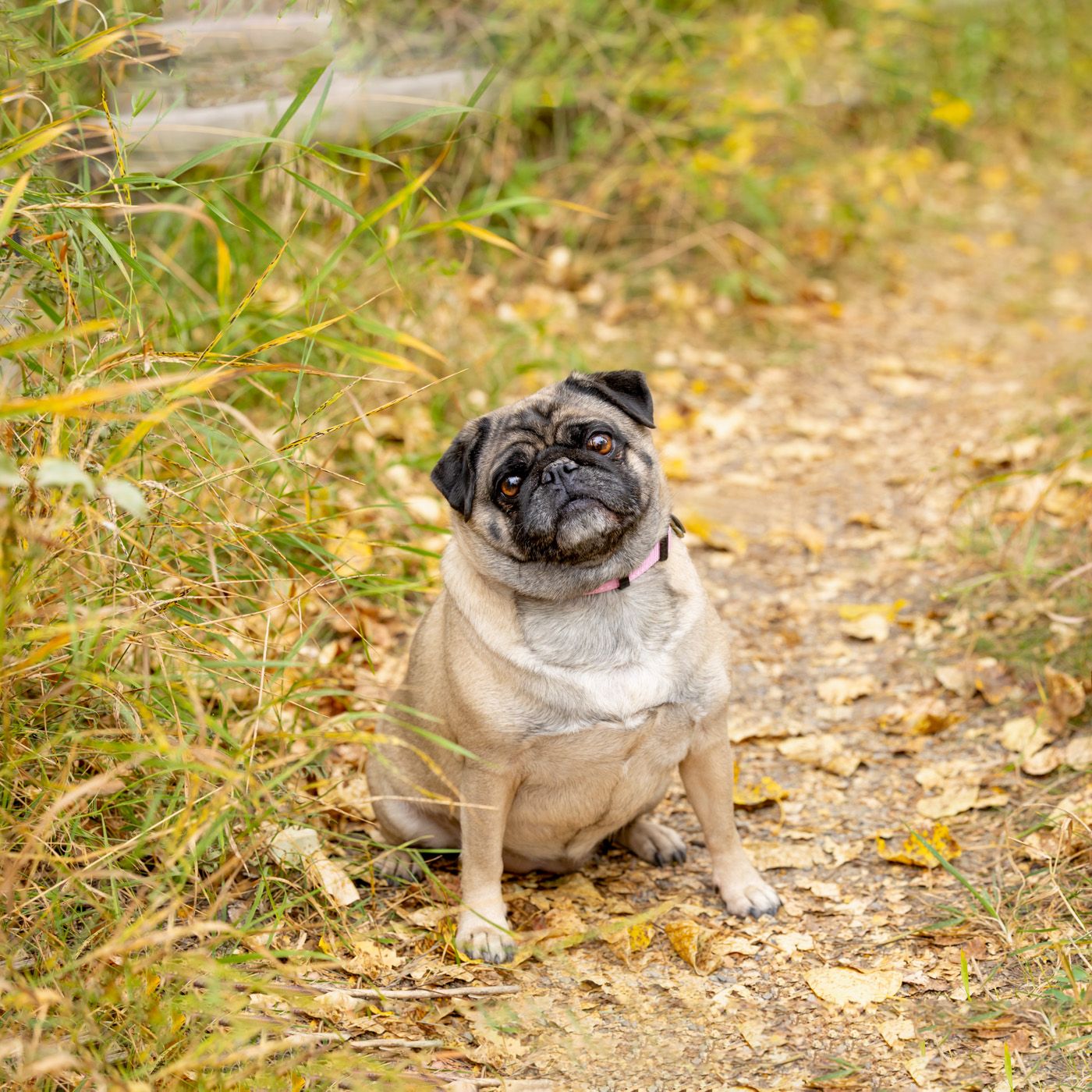 Pug dog wearing white bandana sits on dirt path surrounded by grass and yellow flowers in natural outdoor setting.