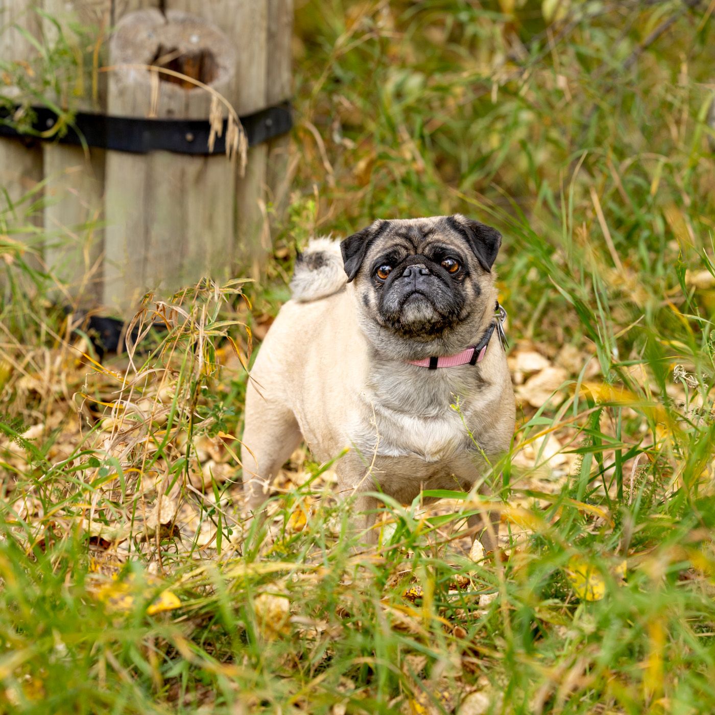 A pug dog sits in fallen autumn leaves with a curious expression on its wrinkled face.