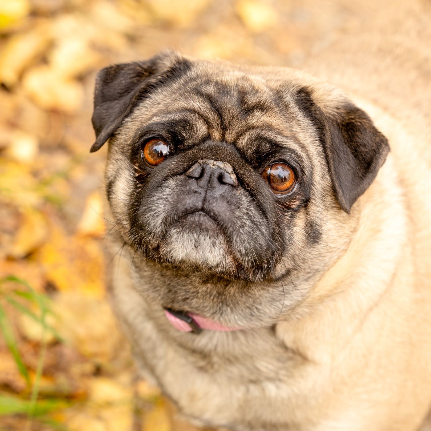 Adorable pug dog with wrinkled face and big brown eyes shown in multiple close-up portraits with autumn leaves background.