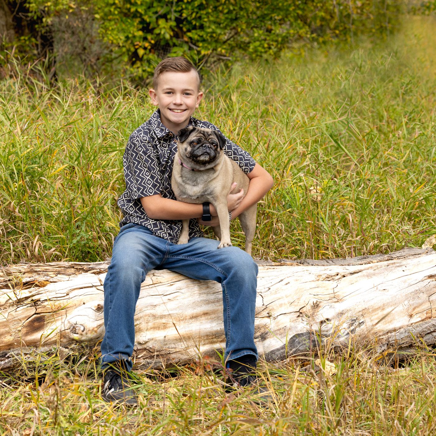 A pug dog sits on a fallen log in a grassy outdoor setting during autumn.
