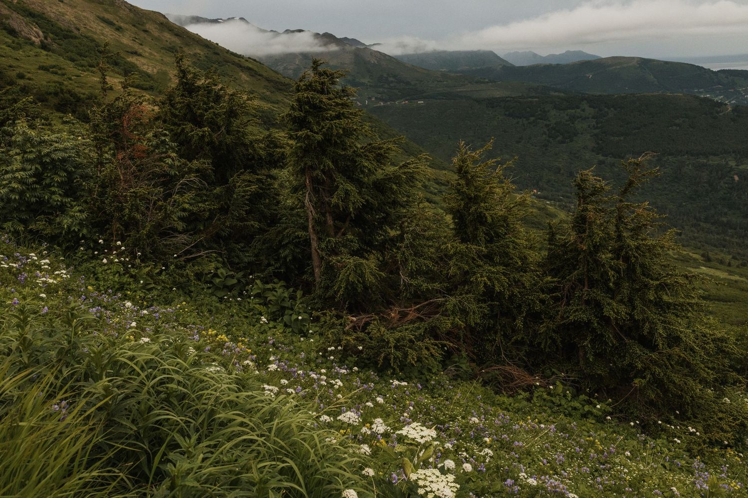 Lush green mountain slope with wildflowers, evergreen trees, and misty valley views in the background.