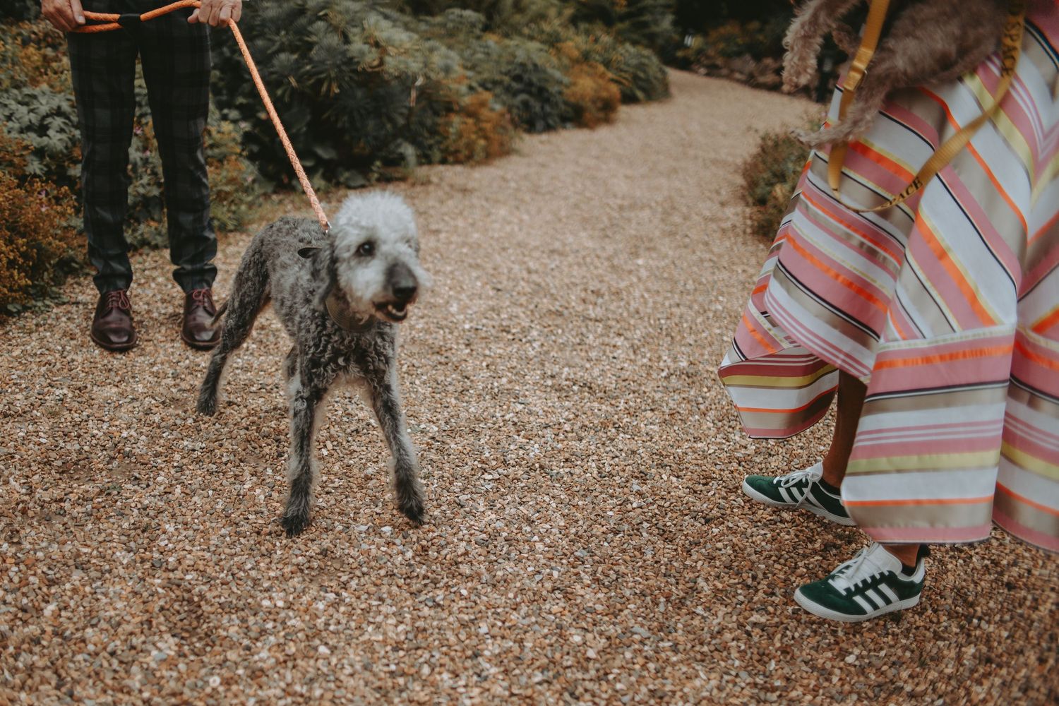A gray shaggy dog on a leash walking along a gravel path.