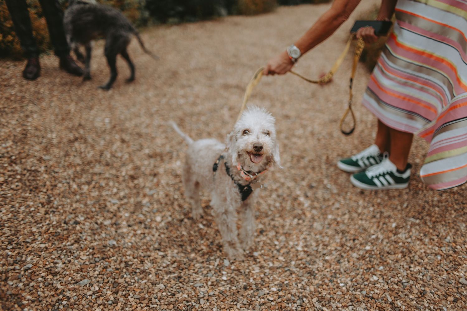 A playful white dog on a leash enjoying a walk on a gravel path.