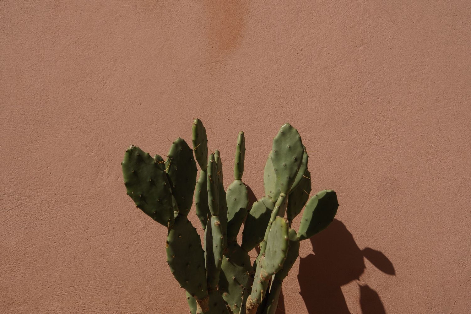 Prickly pear cactus casting shadow on terracotta wall in sunlight.