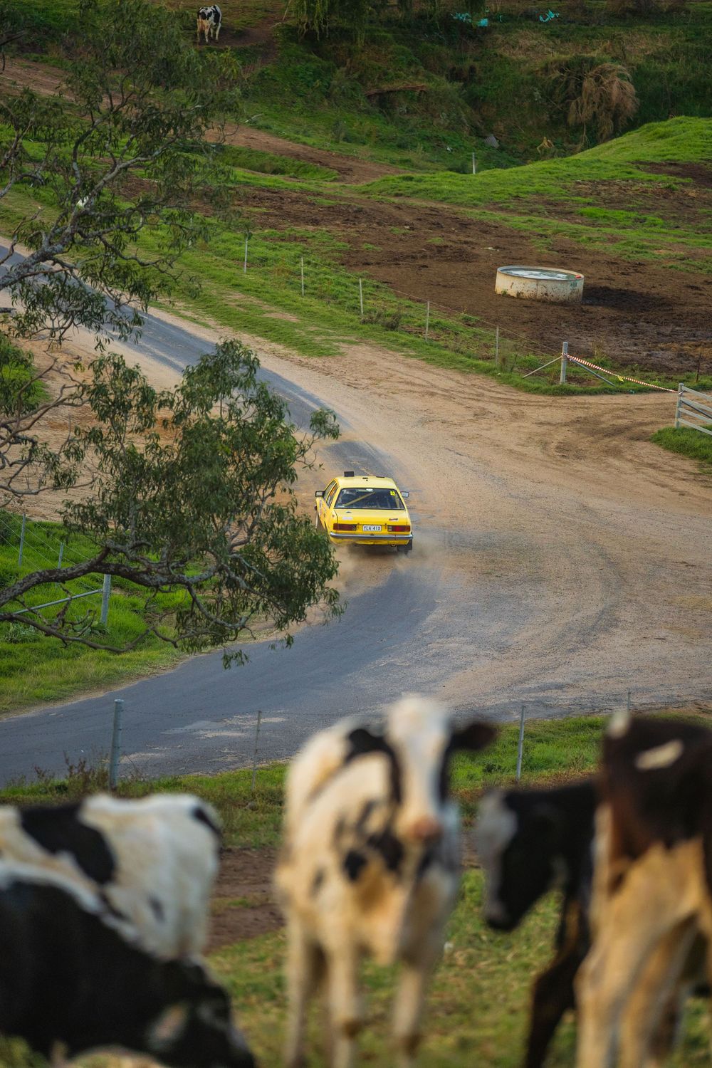 A series of cows looking towards the camera while a yellow rally car drives on a dirt road in the distance.