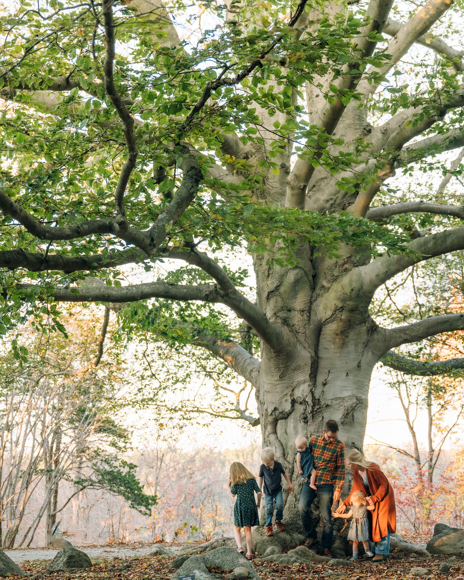 A group walks beneath majestic ancient baobab trees with twisted branches in a dreamy natural landscape.