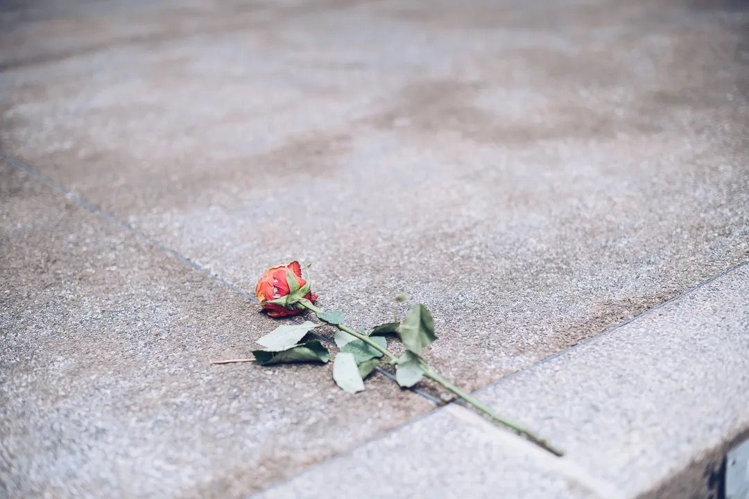 A single red rose lies on the pavement, creating a quiet, reflective and emotional scene.