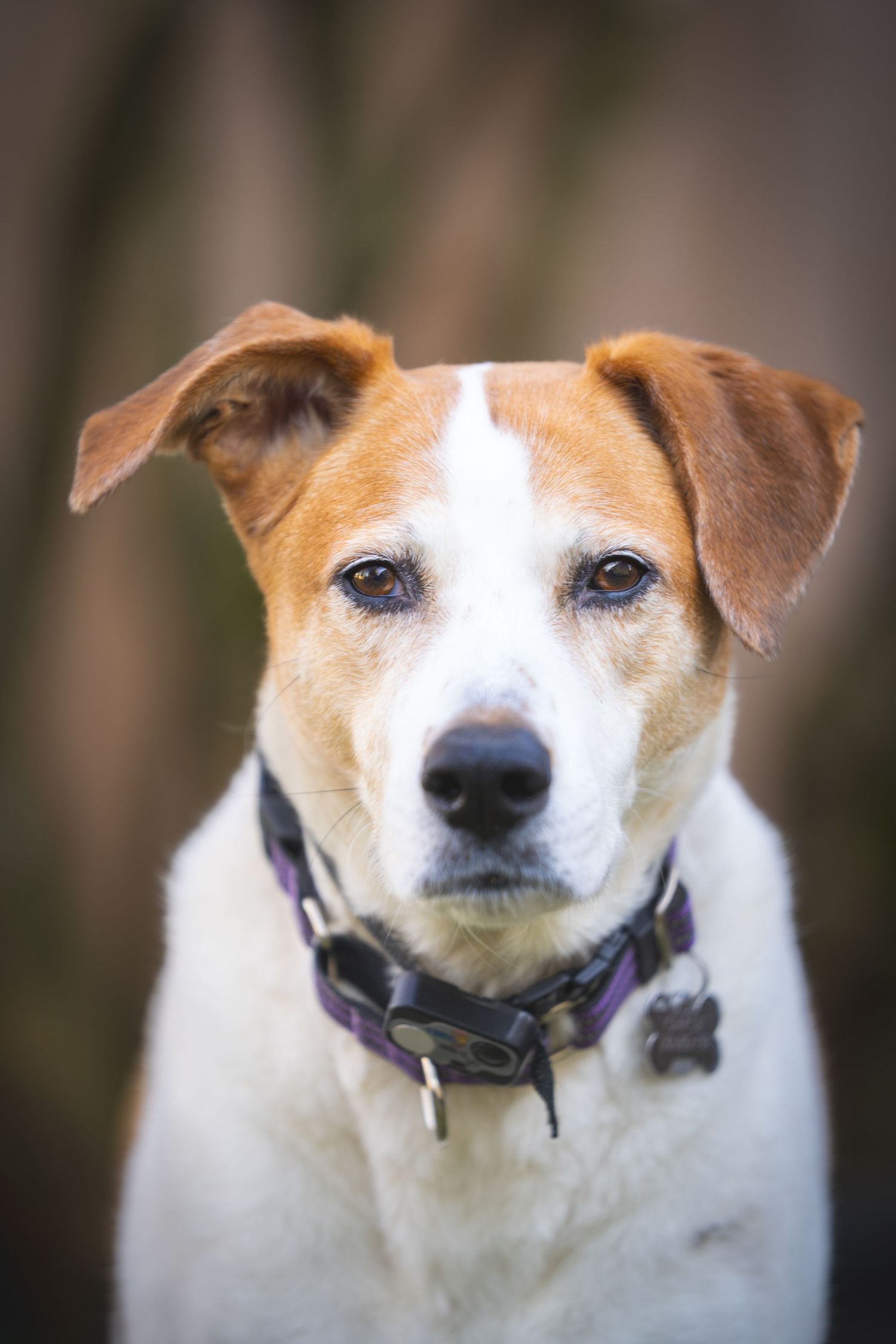 Portrait of a brown and white dog wearing a purple collar against blurred background.