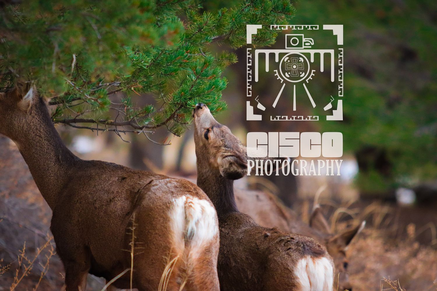 deer photography, watermark, colorado, national parks, great sand dunes national parks