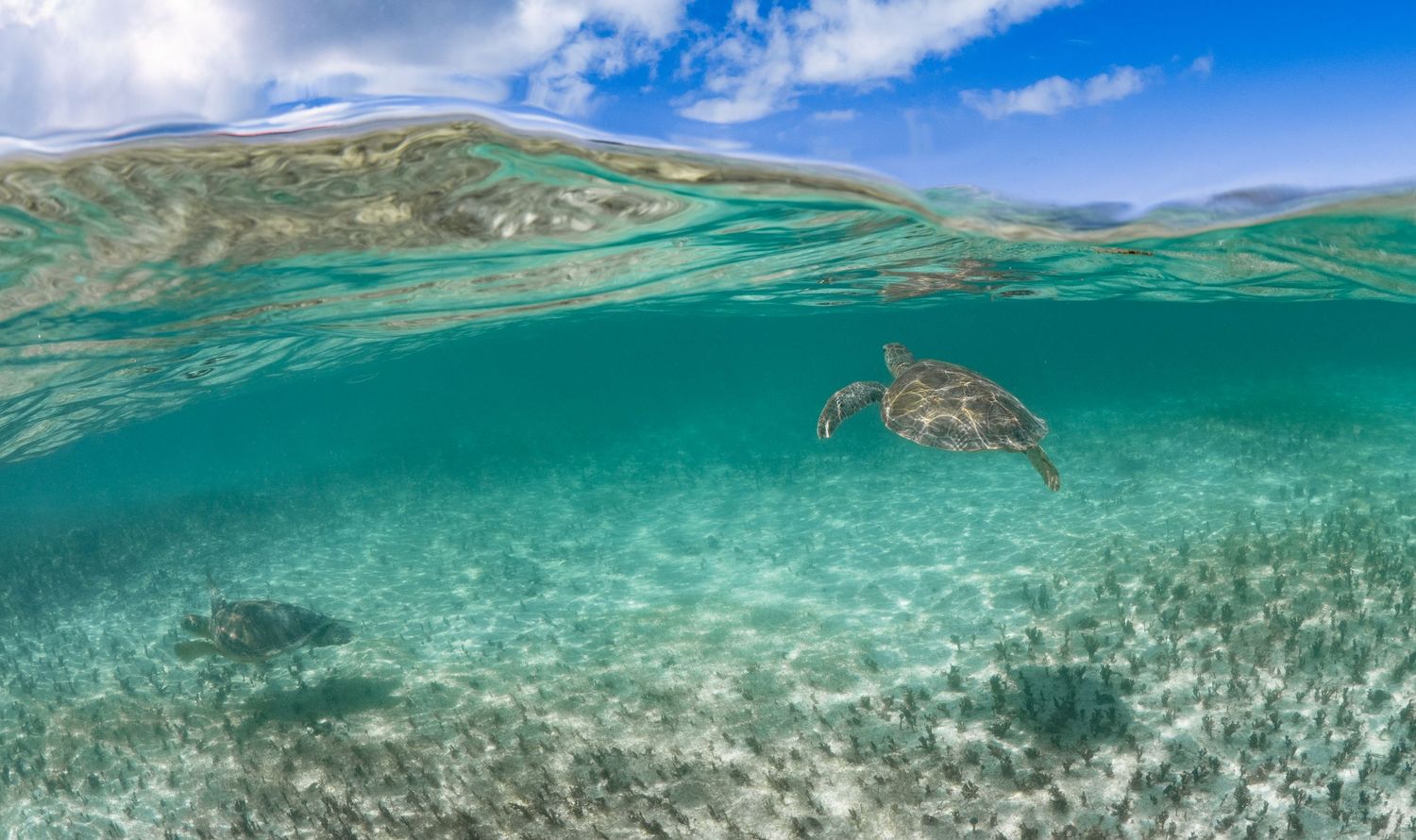 Split underwater view of a sea turtle swimming in shallow crystal clear waters with mountains visible above.