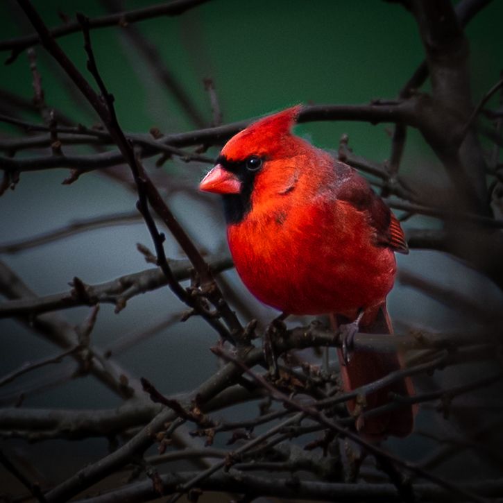 The cardinal is a quintessential winter bird and there is something about its bright red coloring. This phot was taken in Newmarket, NH.