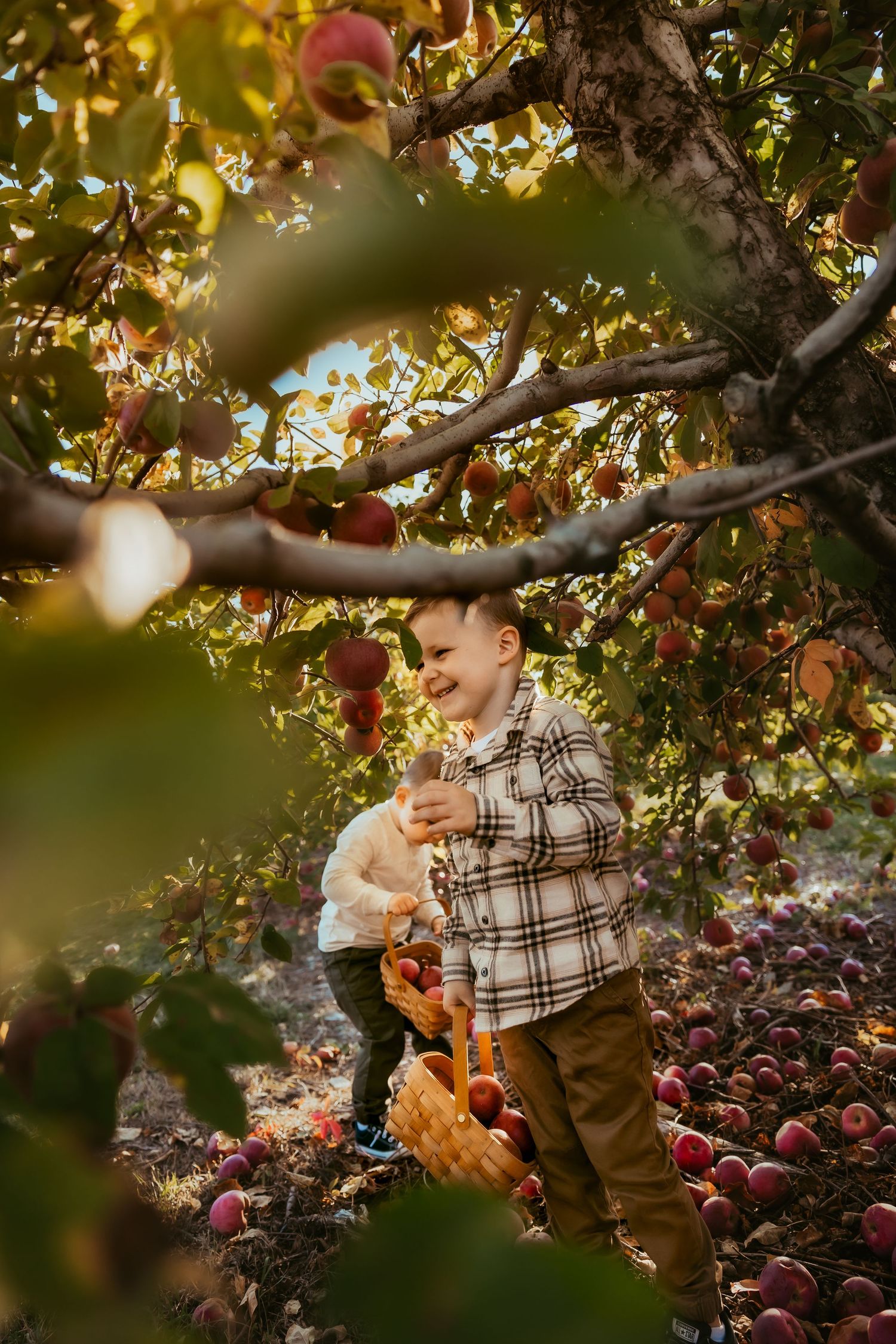 A person in plaid reaching for red apples on a tree branch during golden hour in an autumn orchard.