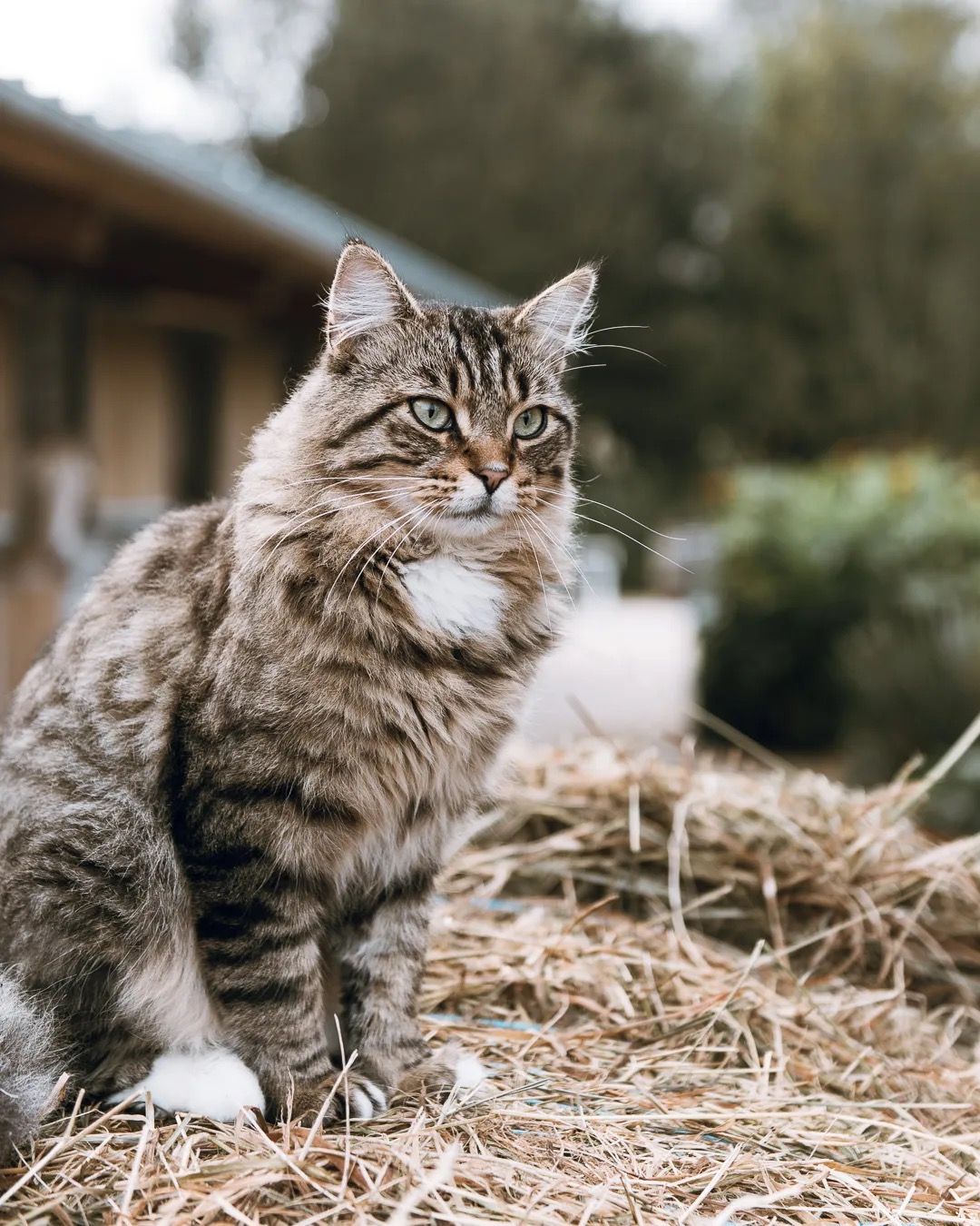 Fluffy tabby cat sitting on a pile of hay outside a rustic wooden shed.