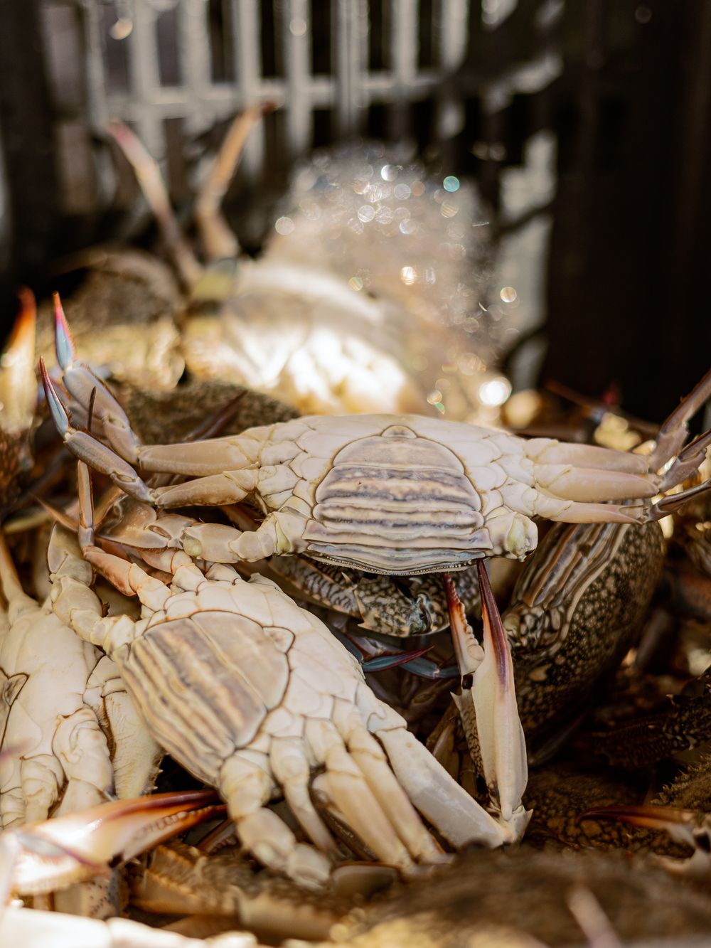 Fresh crabs in a fishing crate on a boat in Crete, traditional Greek fishing and coastal seafood culture.