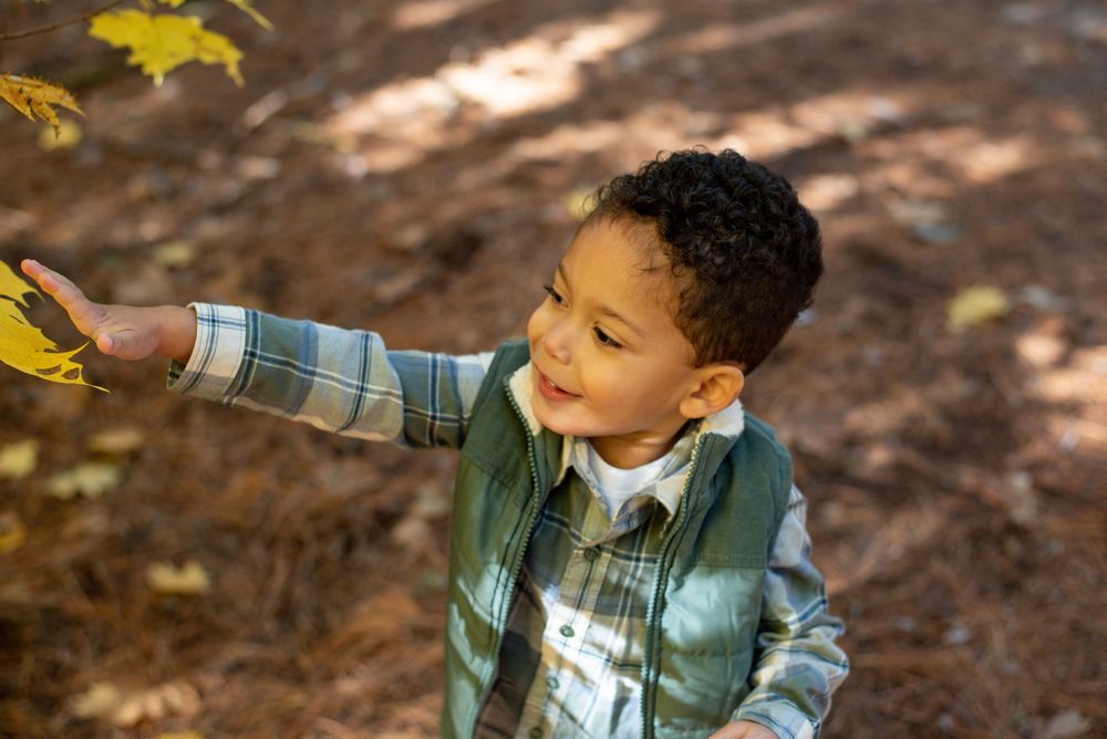 A little boy touching golden leaves on a tree in fall in Grand Rapids, Michigan