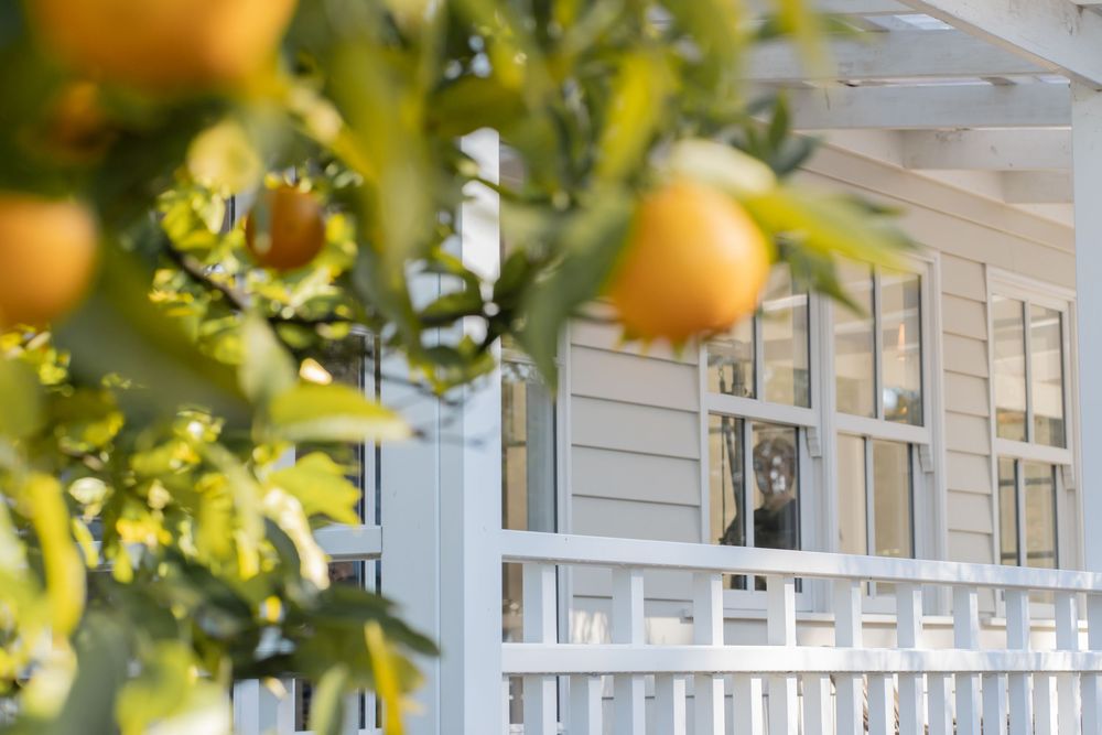Citrus fruits growing on trees in a greenhouse with white structural beams and glass panels overhead.